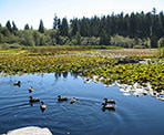 Ducks swimming in Beaver Lake in Stanley Park
