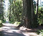 The forest trails in Stanley Park pass by large trees and scenic west coast vegetation