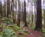 The beautiful forested trail near the beginning of the Stave Dam Interpretation Forest