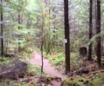 One of the numbered markers on the trees that shows a point of interest in the Stave Dam Interpretation Forest