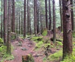 Forested trail in the Stave Dam Interpretation Forest