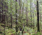 The lush forest in the Stave Dam Interpretation Forest