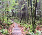 Wooden planks in the Stave Dam Interpretation Forest