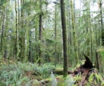 The lush forest along the Reservoir Trail to Steelhead Falls