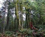 Scenic forest along the Reservoir Trail to Steelhead Falls