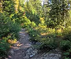 The trail to Mount Seymour before the junction to Suicide Bluffs