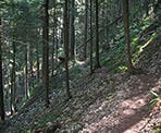 The Sumas Mountain trail passes through the steep section of forest