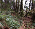 The start of the Halvor Lunden Trail heading up to the Swan Falls Viewpoint