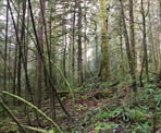 The forest along the trail to Triangle Lake on the Sunshine Coast