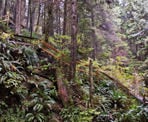 The steep stairs along the trail in Lynn Canyon in North Vancouver