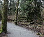 A wide gravel trail in Tynehead Regional Park in Surrey