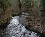 A view of Meridian Creek along the Sunny Trail in Tynehead Regional Park, Surrey