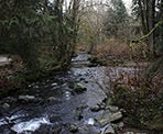 A view of the Serpentine River in Tynehead Regional Park in Surrey, BC