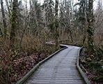 Boardwalks along the Nurse Stump Trail in Tynehead Regional Park