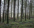 The managed forest of UBC&#39;s Malcolm Knapp Research Forest