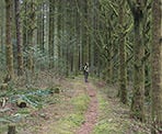 Admiring the forest in UBC&#39;s Malcolm Knapp Research Forest