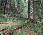 A fallen tree helps to regenerate and grow new trees in the forest