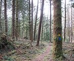 Colour coded markers are used for the different routes in UBC&#39;s Malcolm Knapp Research Forest
