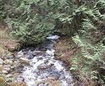 A stream in the UBC Malcolm Knapp Research Forest near Maple Ridge