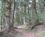A trail in the UBC Malcolm Knapp Research Forest near Maple Ridge
