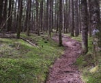 The Vedder Ridge Trail climbs gradually through the forest to the west of Cultus Lake