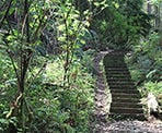 The start of 500 wooden stairs up Burnaby Mountain along the Velodrome Trail