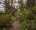 The Pandora Trail connects the Velodrome Trail on Burnaby Mountain to the area by Horizons Restaurant