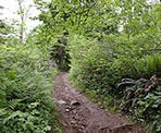 The Pandora Trail on Burnaby Mountain that connects the Velodrome Trail to the area by Horizons Restaurant