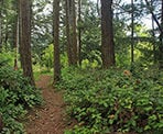 The hiking trail along the upper section of Whytecliff Park in West Vancouver