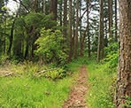 The short series of hiking trails in the upper section of Whytecliff Park pass through scenic forest