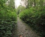 The start of the trail near the campsite to Widgeon Falls