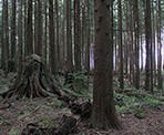 The forest along the Woodland Walk Trail in Pinecone Provincial Park, Coquitlam