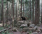 A huge stump along the Lower Loop of the Woodland Walk Trail in Coquitlam