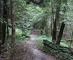 The Woodland Walk Trail in Pinecone Burke Provincial Park, Coquitlam