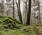 A foggy forest view along the coastal trail to Yeo Point
