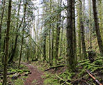 The trail to Yeo Point on Salt Spring Island