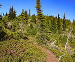 Wild flowers in July on the Zoa Peak Trail